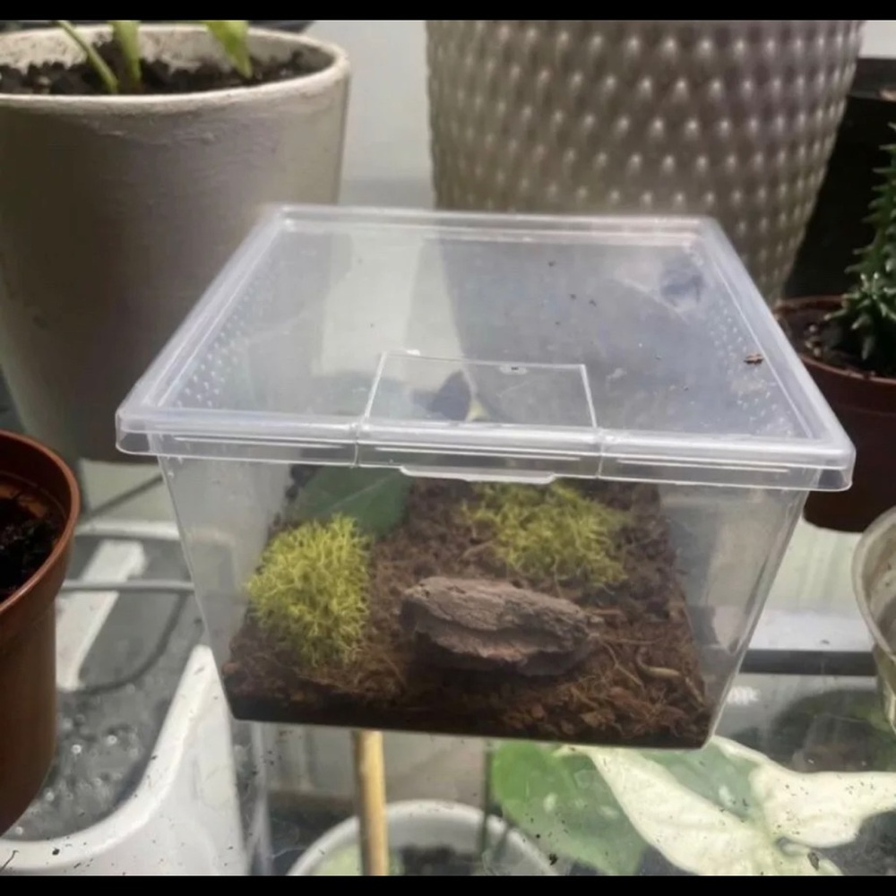 Jumping spider insect enclosure New